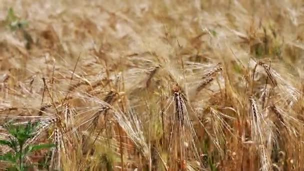 Спелые красивые колоски пшеницы трепещут на ветру — стоковое видео