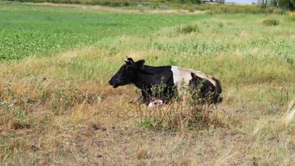 Черно-белая большая корова пасущаяся на прекрасном лугу — стоковое видео