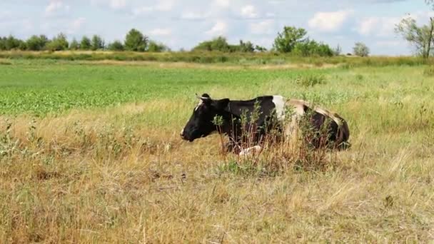 Czarno-białe duże krowy pasące się na pięknej łące — Wideo stockowe