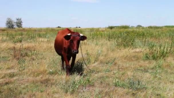 A large horned red cow grazing in meadow in summer — Stock Video