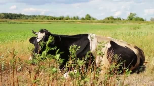 Black and white big cow grazing on beautiful meadow — Stock Video