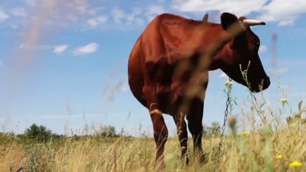 A large horned red cow grazing in meadow in summer — Stock Video