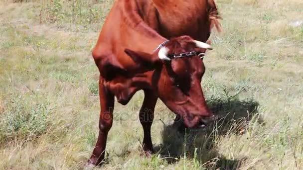 Eine große gehörnte rote Kuh, die im Sommer auf der Wiese weidet — Stockvideo