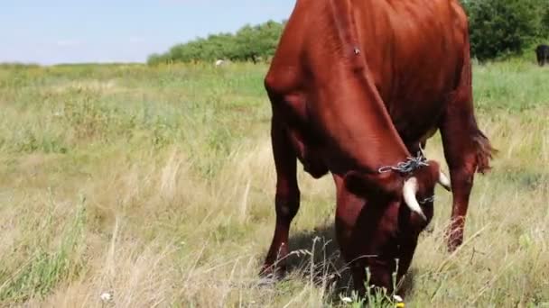 Eine große gehörnte rote Kuh, die im Sommer auf der Wiese weidet — Stockvideo