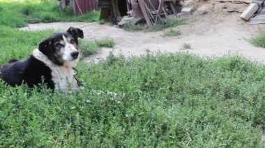 Yaşlı yorgun köpek ısırdı sinekler ve çürük kulakları ile zincir bahçedeki yaslanmış