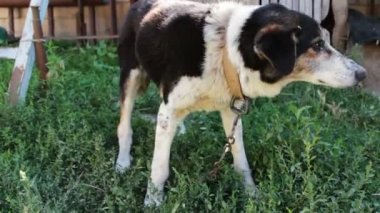 Yaşlı yorgun köpek ile zincir bahçedeki yaslanmış