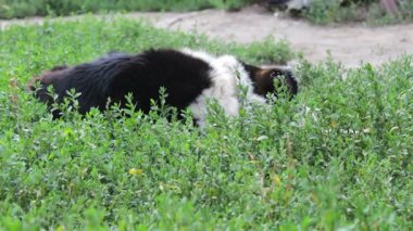 Yaşlı yorgun köpek ile zincir bahçedeki yaslanmış