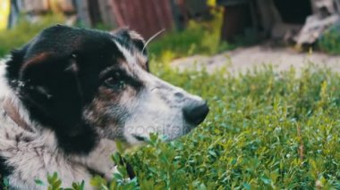 Eski yorgun köpek ısırdı sinekler ile bahçedeki ile zincir ve çürük kulakları görünümü kapatın