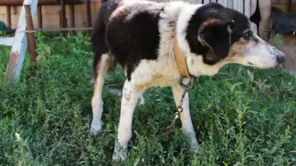 Vieux chien épuisé est appuyé sur les chaînes dans la cour — Video