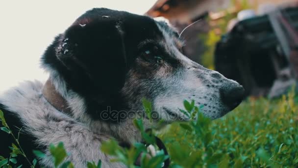 O velho cão exausto está acorrentado no quintal com moscas mordidas e orelhas podres vista de perto — Vídeo de Stock