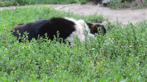 Vieux chien épuisé est appuyé sur les chaînes dans la cour 