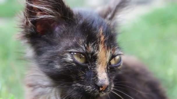 Sujo tricolor shaggy vadio gatinho no grama close-up vista — Vídeo de Stock