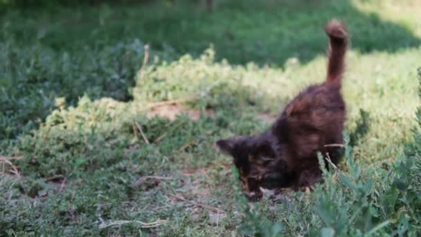 Gamla utmattad hund med bitten flugor och ruttna öron lutar på kedjorna på gården — Stockvideo