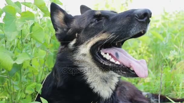 Hermoso perro mira a su alrededor con su lengua colgando — Vídeo de stock