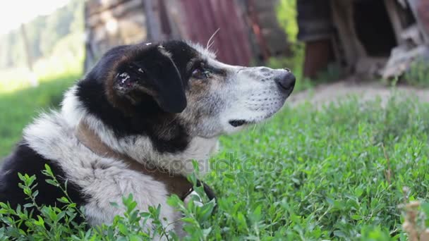 Viejo perro agotado con moscas mordidas y orejas podridas se apoya en las cadenas en el patio — Vídeo de stock