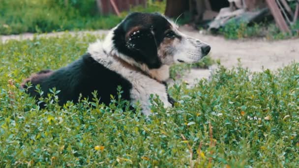 El viejo perro agotado está encadenado en el patio con moscas mordidas y orejas podridas — Vídeos de Stock