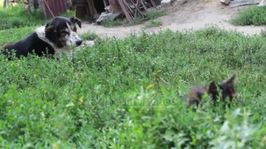 Yaşlı yorgun köpek ile zincir bahçedeki yaslanmış