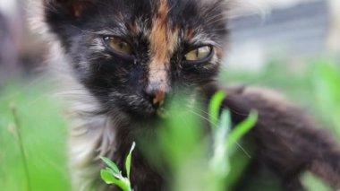 Kirli üç renkli shaggy yolunu yitirmek kedi çimenlerin üzerinde görünümü kapatın