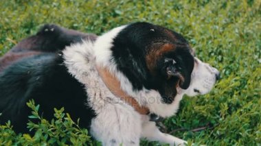 Eski yorgun köpek ısırdı sinekler ile bahçedeki ile zincir ve çürük kulakları görünümü kapatın