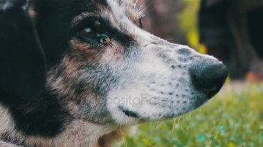 Eski yorgun köpek ısırdı sinekler ile bahçedeki ile zincir ve çürük kulakları görünümü kapatın