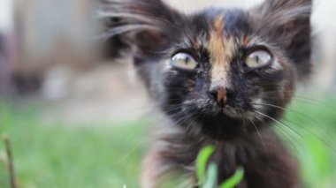 Kirli üç renkli shaggy yolunu yitirmek kedi çimenlerin üzerinde görünümü kapatın