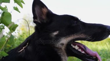 Etrafına bakıyor güzel köpek dışarı asılı dili ile