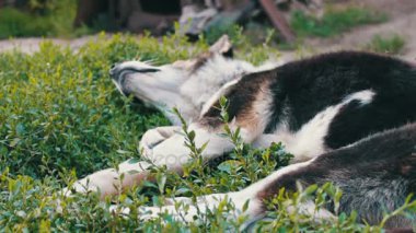 Eski yorgun köpek ısırdı sinekler ve çürük kulakları ile bahçedeki Zincirli olduğu