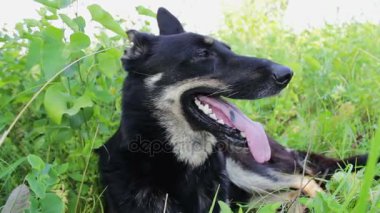 Etrafına bakıyor güzel köpek dışarı asılı dili ile