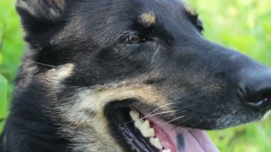 Görünümü kadar yakın dışarı asılı dili ile ağzını güzel Alman çoban nefes