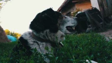 Eski yorgun köpek ısırdı sinekler ile bahçedeki ile zincir ve çürük kulakları görünümü kapatın