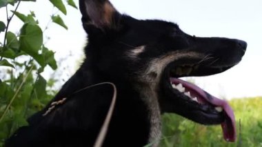 Etrafına bakıyor güzel köpek dışarı asılı dili ile