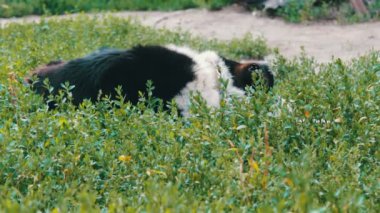 Eski yorgun köpek ısırdı sinekler ve çürük kulakları ile bahçedeki Zincirli olduğu