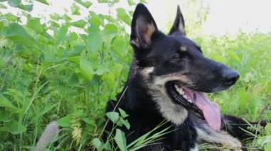 Etrafına bakıyor güzel köpek dışarı asılı dili ile
