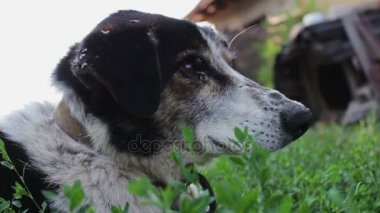 Eski yorgun köpek ısırdı sinekler ile bahçedeki ile zincir ve çürük kulakları görünümü kapatın