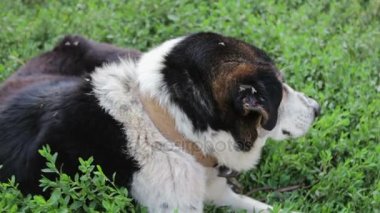 Yaşlı yorgun köpek ile zincir bahçedeki yaslanmış