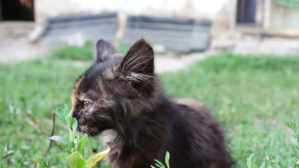 Piszkos tricolor bozontos kóbor cica, a fű zár-megjelöl kilátás — Stock videók