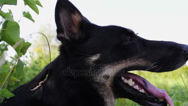 Beau chien regarde autour avec sa langue traîner 