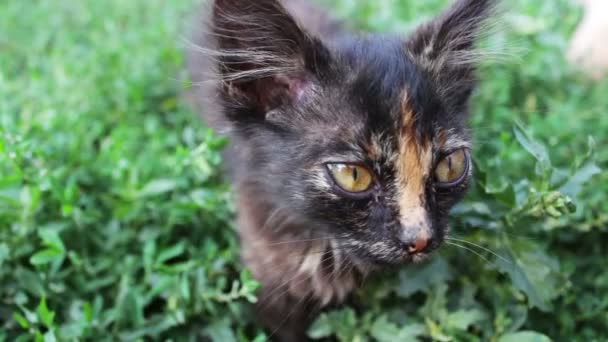 Sujo tricolor shaggy vadio gatinho no grama close-up vista — Vídeo de Stock