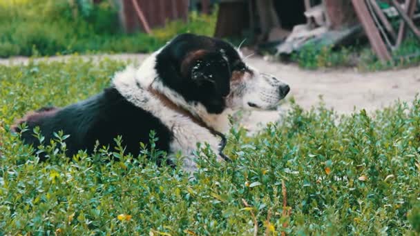 El viejo perro agotado está encadenado en el patio con moscas mordidas y orejas podridas — Vídeos de Stock