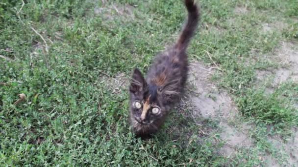 芝生の上の汚れたトリコロール シャギー浮遊子猫 — ストック動画