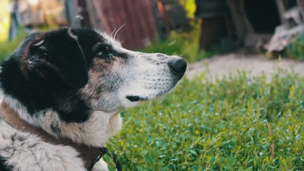 El viejo perro agotado está encadenado en el patio con moscas mordidas y orejas podridas de cerca — Vídeos de Stock