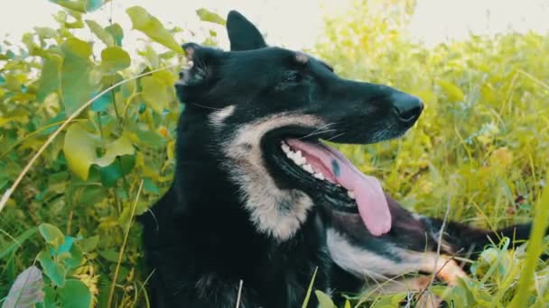 Bellissimo cane si guarda intorno con la lingua appesa fuori — Video Stock