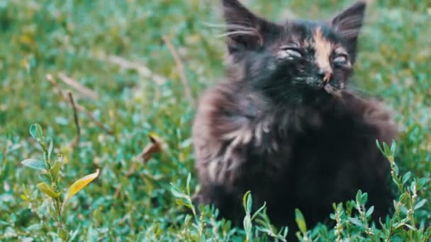 Piszkos tricolor bozontos kóbor cica, a fű zár-megjelöl kilátás — Stock videók