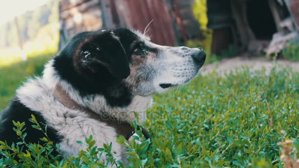 El viejo perro agotado está encadenado en el patio con moscas mordidas y orejas podridas de cerca — Vídeos de Stock