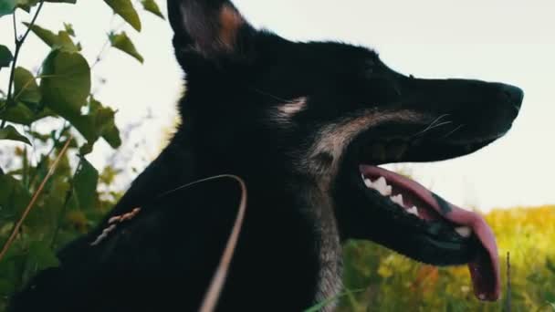 Beautiful dog looks around with his tongue hanging out — Stock Video