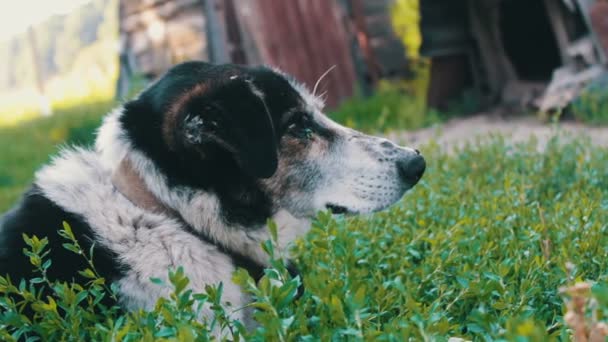 Старая измученная собака на цепях во дворе с укушенными мухами и гнилыми ушами вблизи. — стоковое видео
