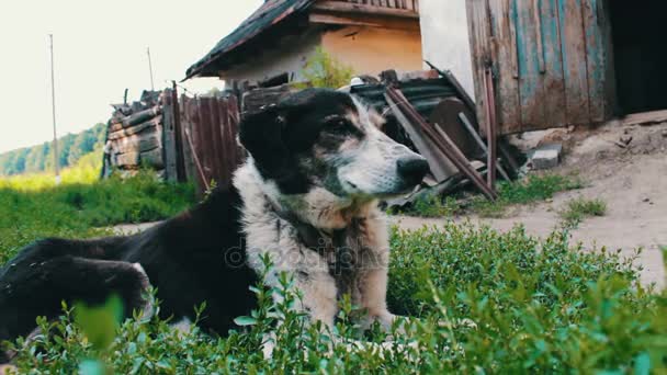 Παλιό εξαντληθεί σκυλί με δάγκωσε μύγες και σάπια τα αυτιά κλίνει σε αλυσίδες στην αυλή — Αρχείο Βίντεο
