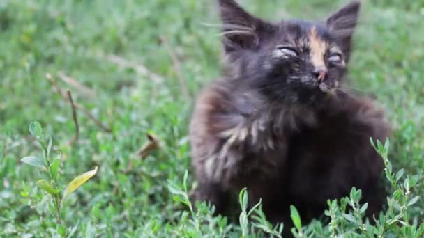 Schmutzige tricolor struppige streunende Kätzchen auf Gras Nahaufnahme — Stockvideo