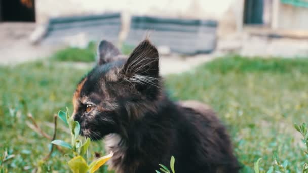 Piszkos tricolor bozontos kóbor cica, a fű — Stock videók