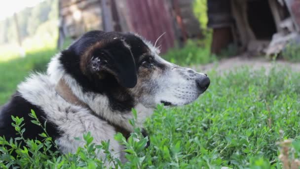 Старая уставшая собака с укушенными мухами и гнилыми ушами опирается на цепи во дворе. — стоковое видео